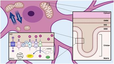 The effects of general anesthetics on mitochondrial structure and function in the developing brain